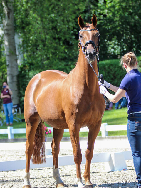 Stute Quanta la Mera | Trakehnerzucht Derlin