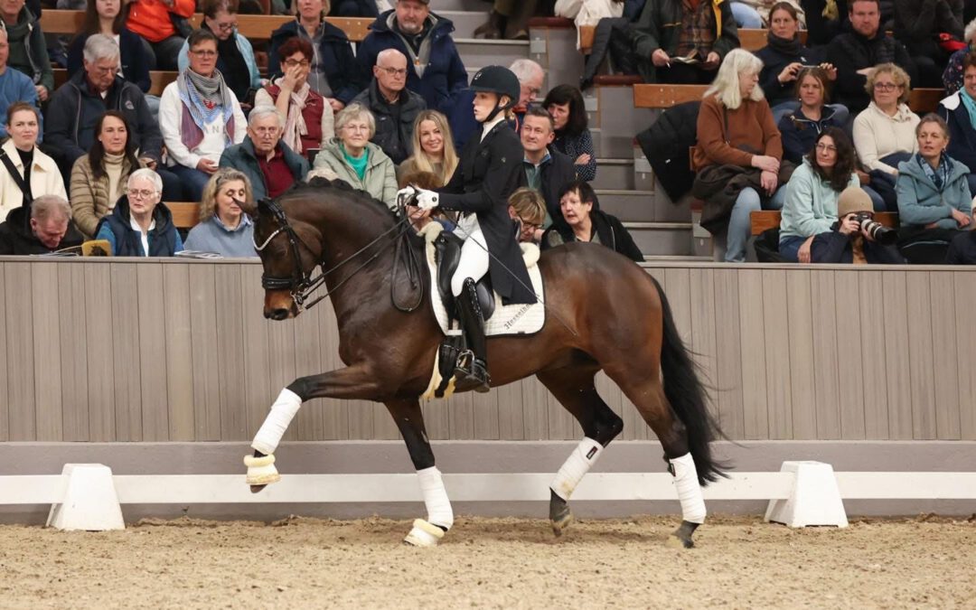 Prämienhengst Gaspard läßt bei seinem Turnierdebut unter Cecilie Hedegaard alle Herzen strahlen und qualifiziert sich für die Bundeschampionate