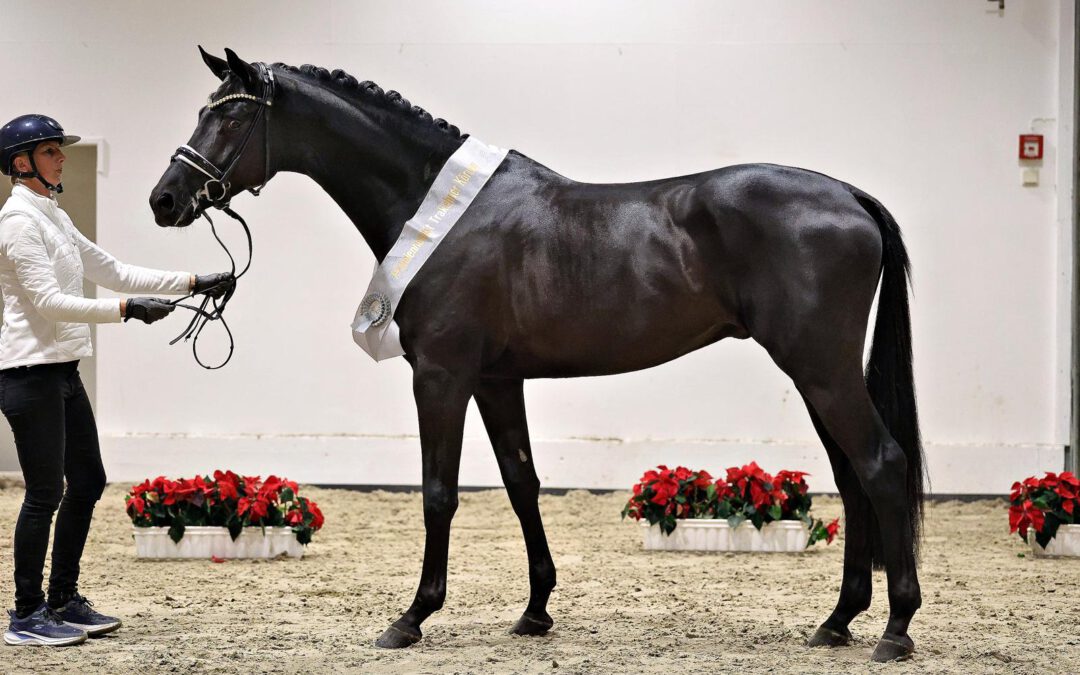 Prämienhengst Hannu Haakon für das Dansk Warmblod anerkannt