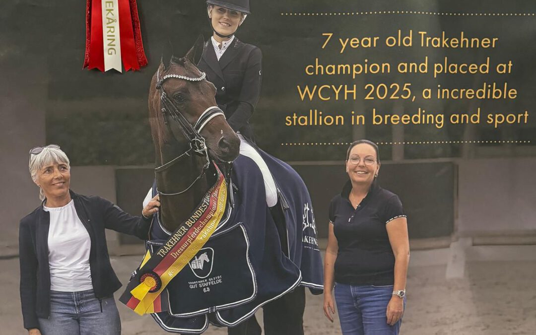 TSF Gaspard ND beim Dansk Varmblod gekört