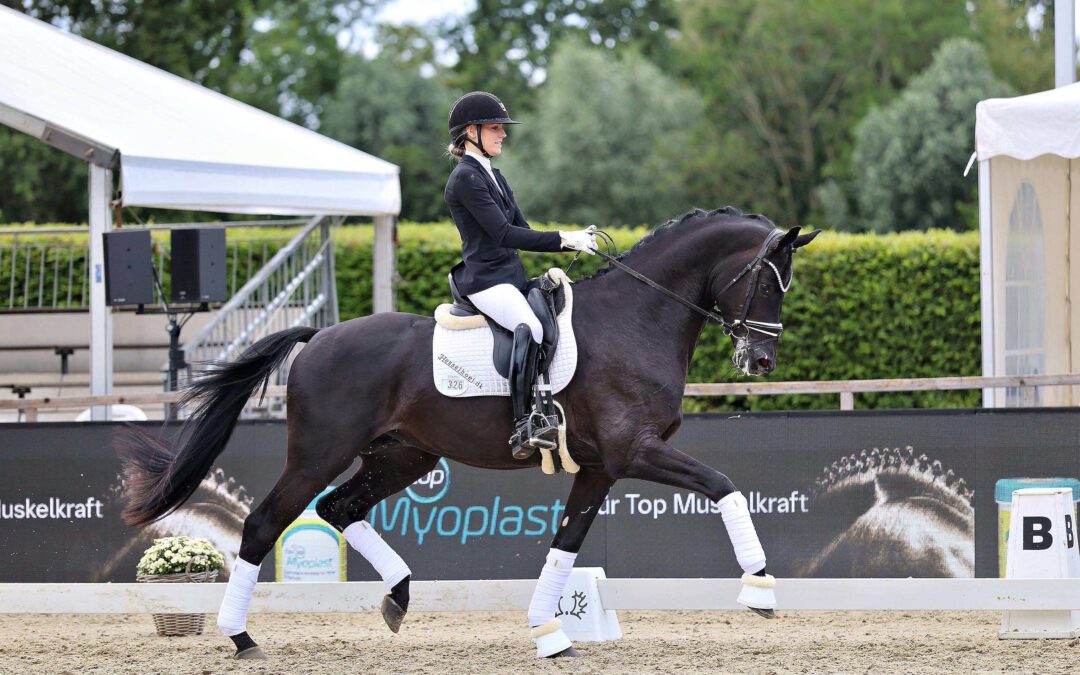 Internationales Trakehner Bundesturnier 2026: Prämienhengst Hannu Haakon ist Reitpferdechampion 2026